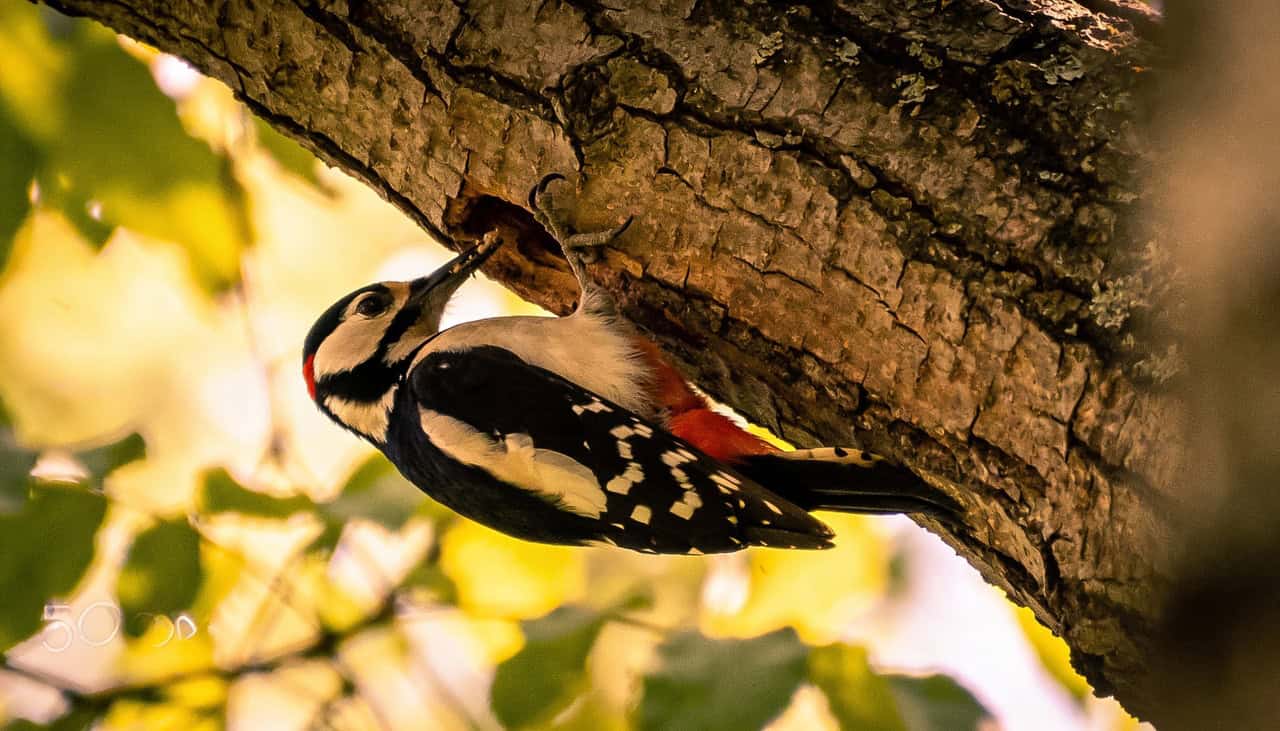 Língua do pica-pau funciona como amortecedor natural e preserva o cérebro durante marteladas - Imagem do artigo