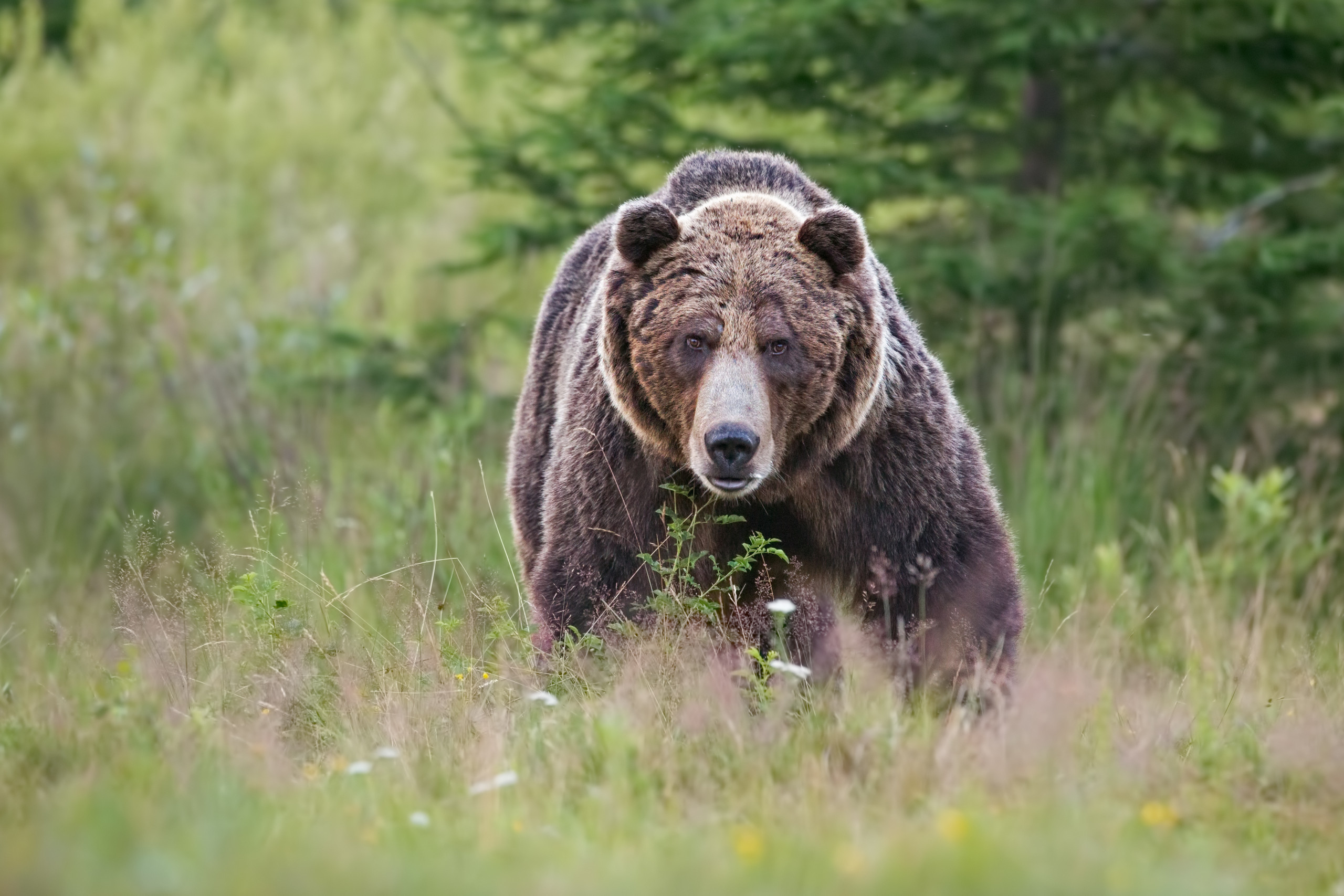 Ataque de urso pode explicar túmulo luxuoso de adolescente pré-histórico na Itália - Imagem do artigo
