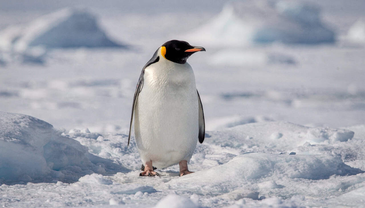 Sistema circulatório dos pinguins impede congelamento das patas na Antártida - Imagem do artigo