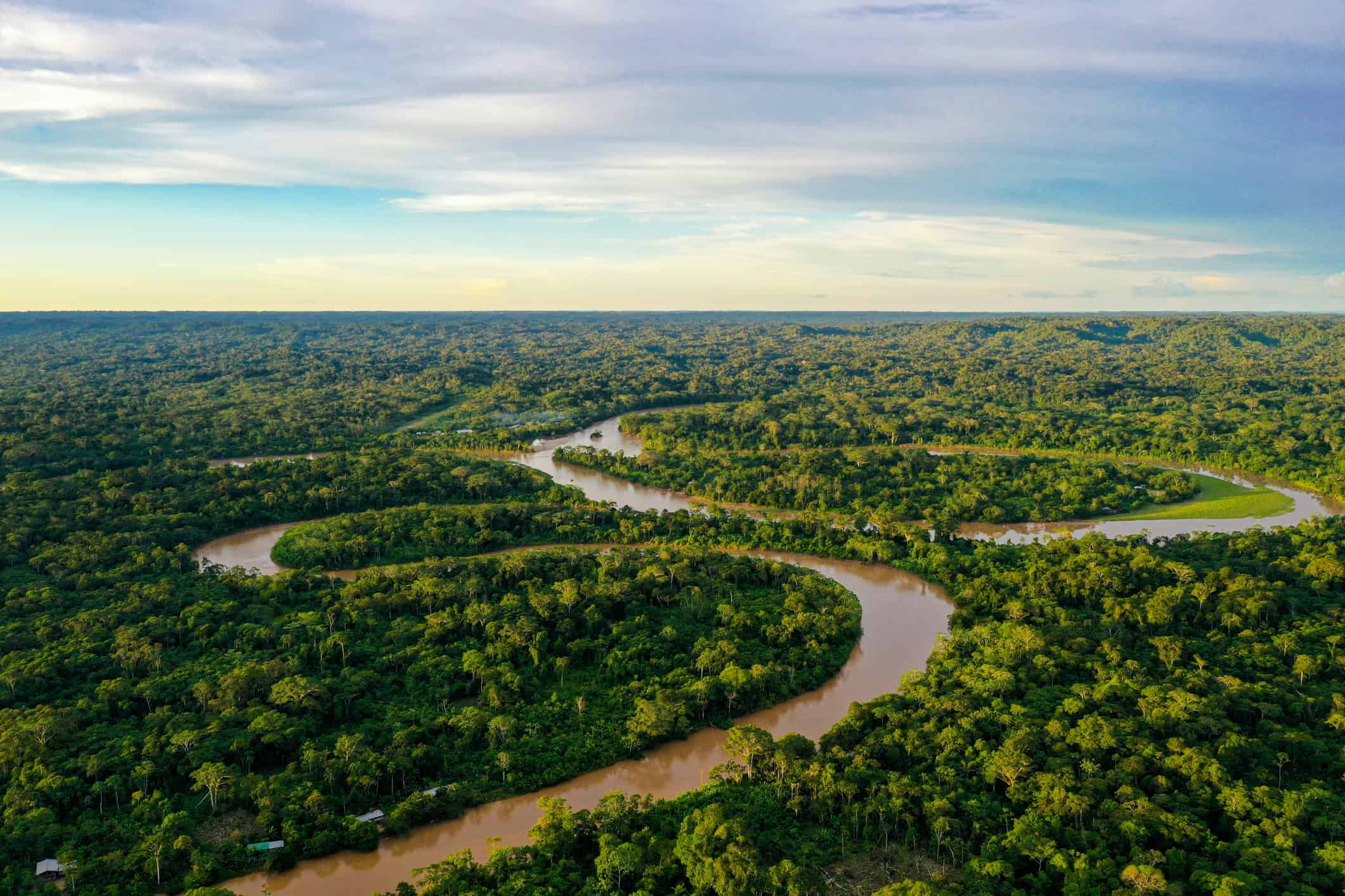 Sete alimentos amazônicos se destacam por benefícios à saúde - Imagem do artigo