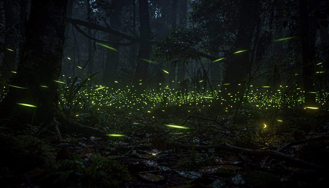 Como o vaga-lume acende e apaga a própria luz em milésimos de segundo - Imagem do artigo