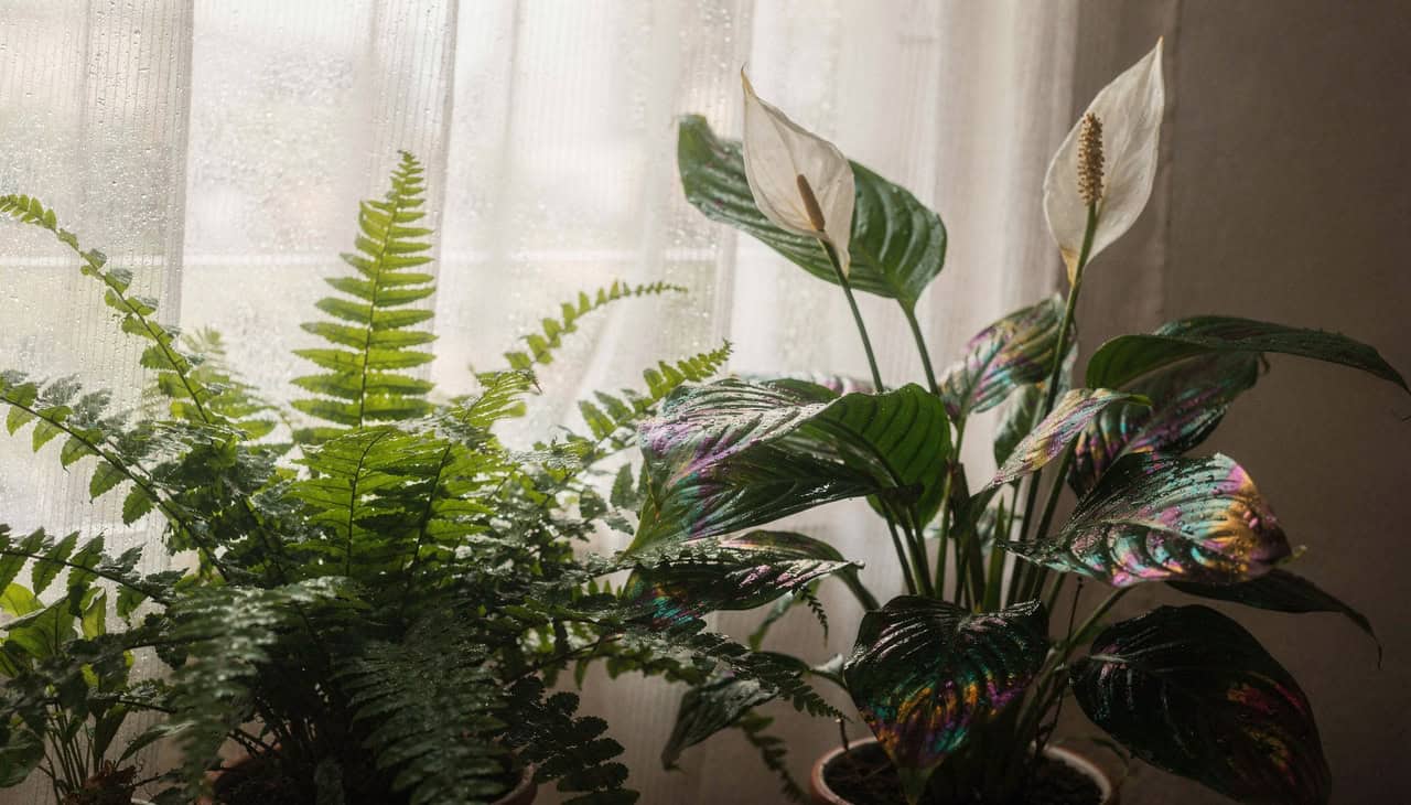 Cinco plantas que contribuem para deixar a casa mais fresca, indicam estudos da Embrapa - Imagem do artigo
