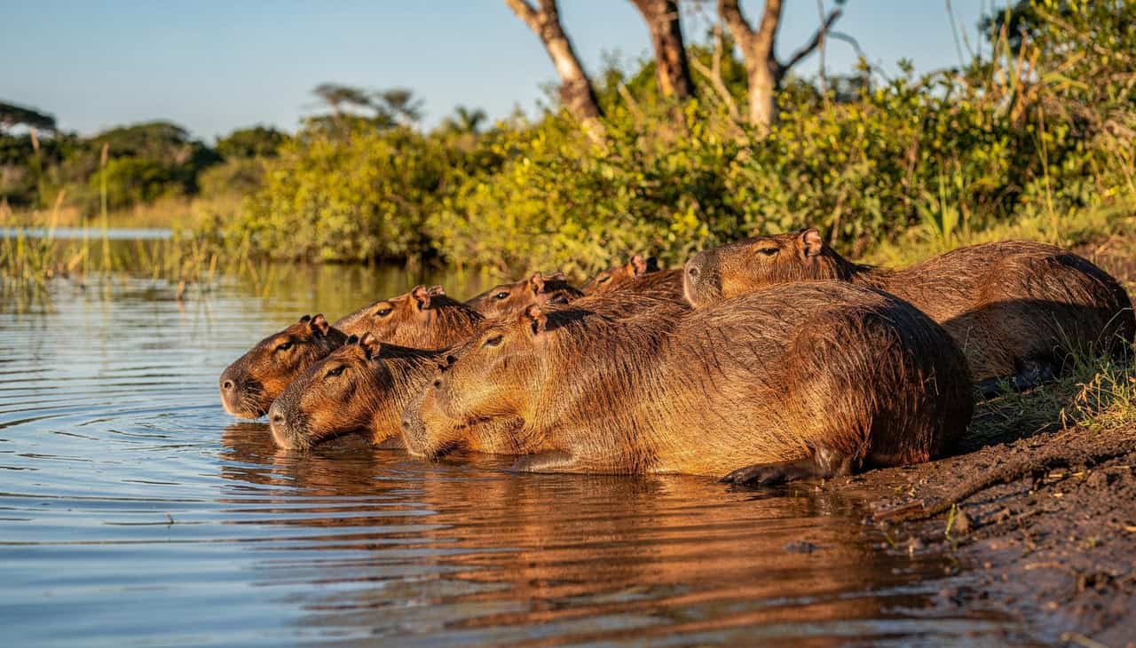 Estudo aponta estresse intenso em capivaras mantidas longe do convívio social - Imagem do artigo