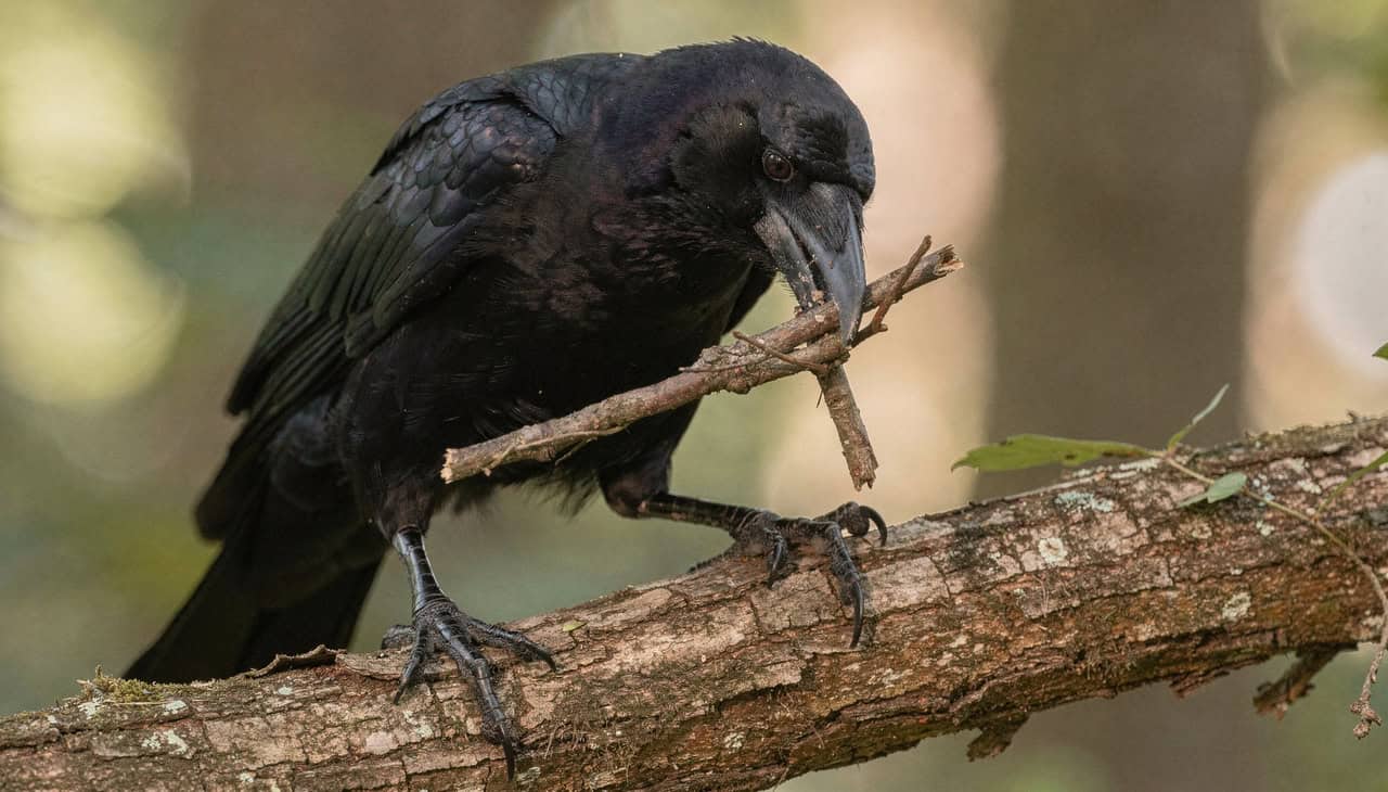 Corvos-da-Nova-Caledônia criam ferramentas compostas e desafiam limites da cognição animal - Imagem do artigo