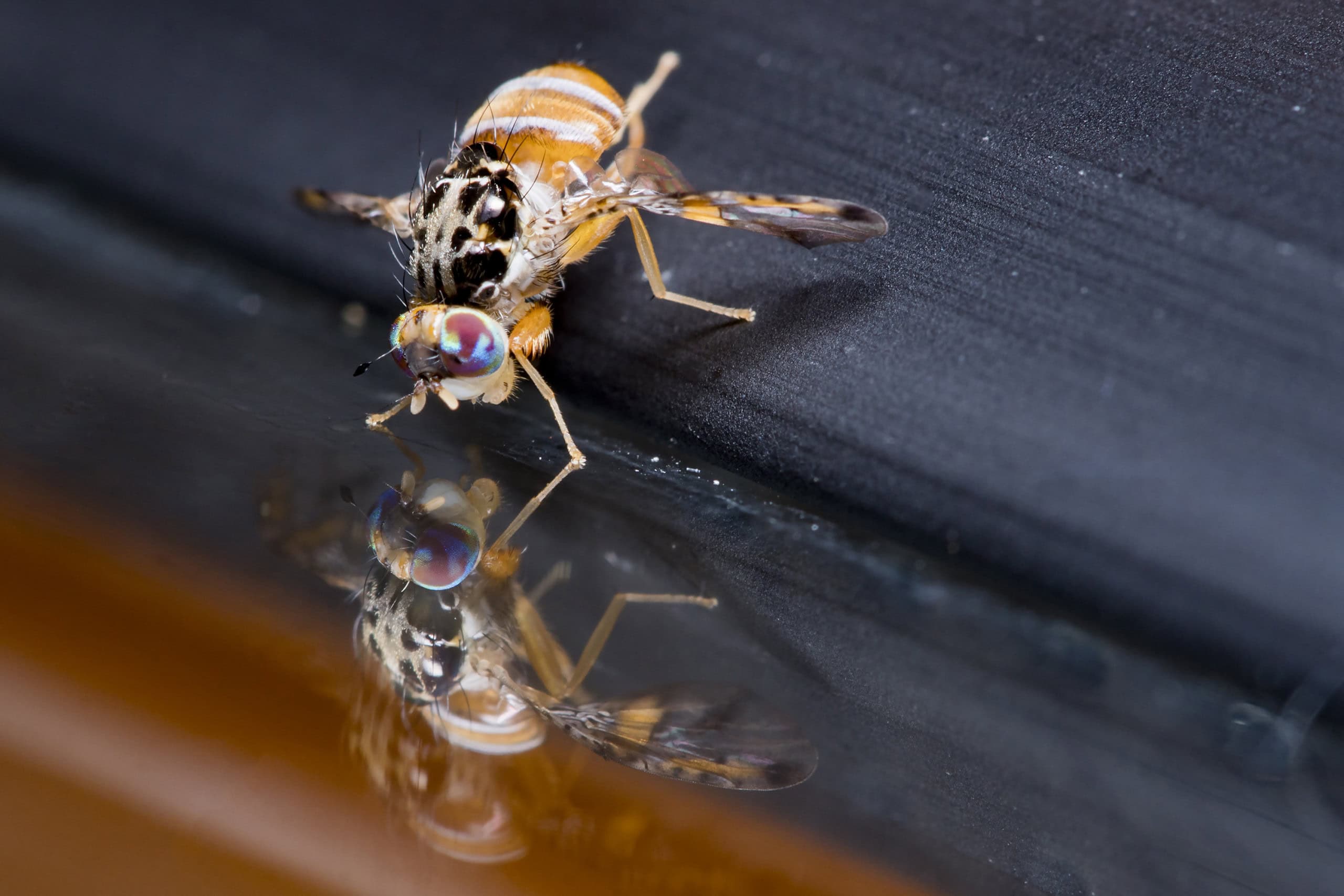 Insetos encontrados durante colonoscopias surpreendem médicos em casos raríssimos - Imagem do artigo