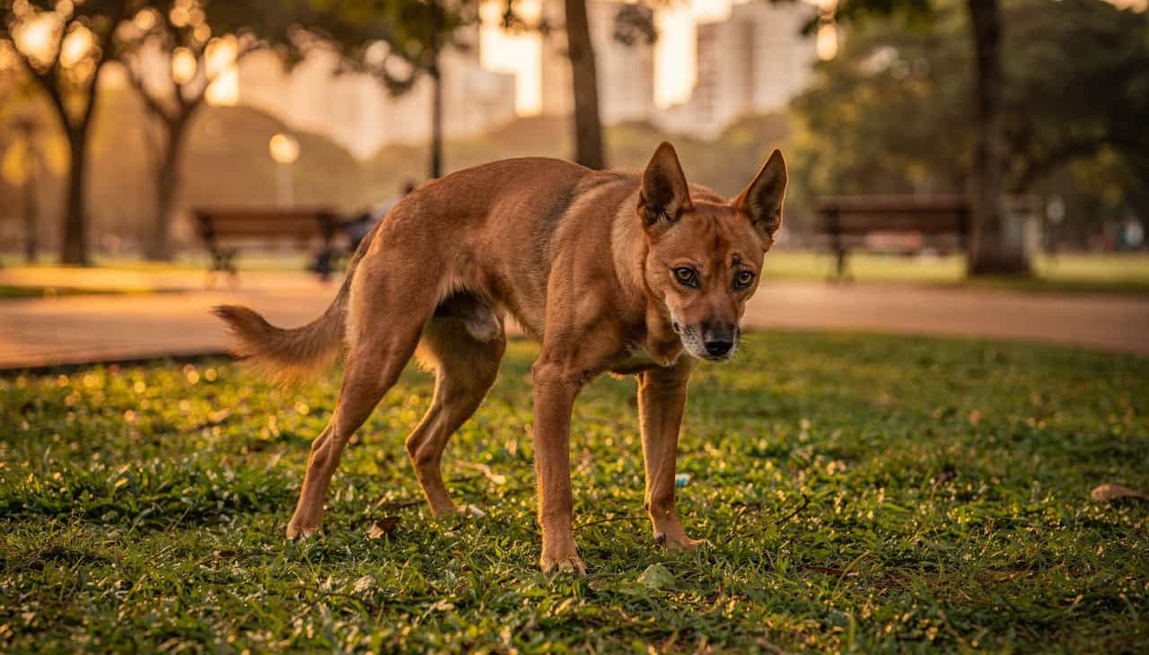 Cães evitam o “banheiro” sem antes girar: estudo liga comportamento ao campo magnético da Terra - Imagem do artigo
