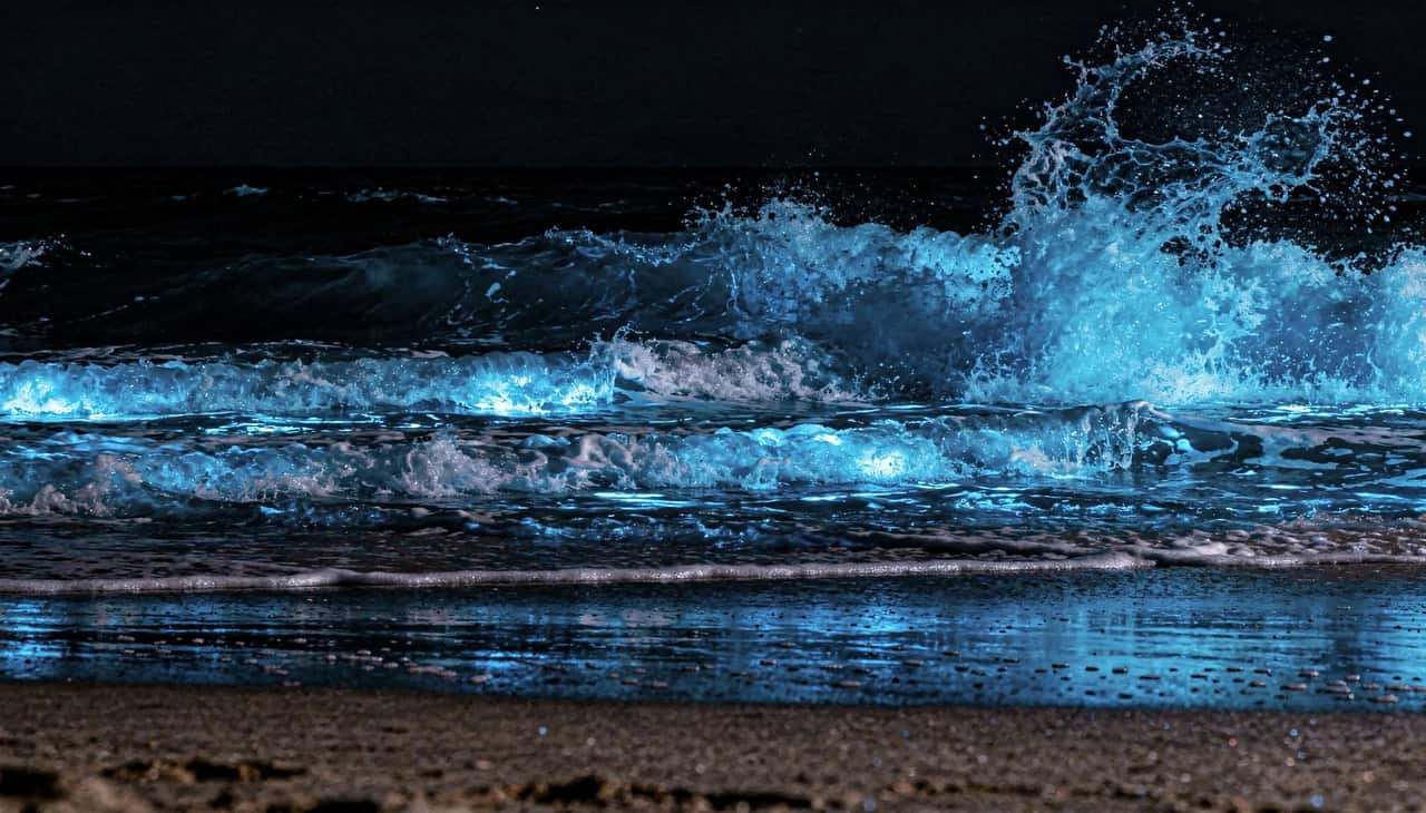 Fenômeno de bioluminescência faz ondas brilharem em azul intenso durante a noite - Imagem do artigo