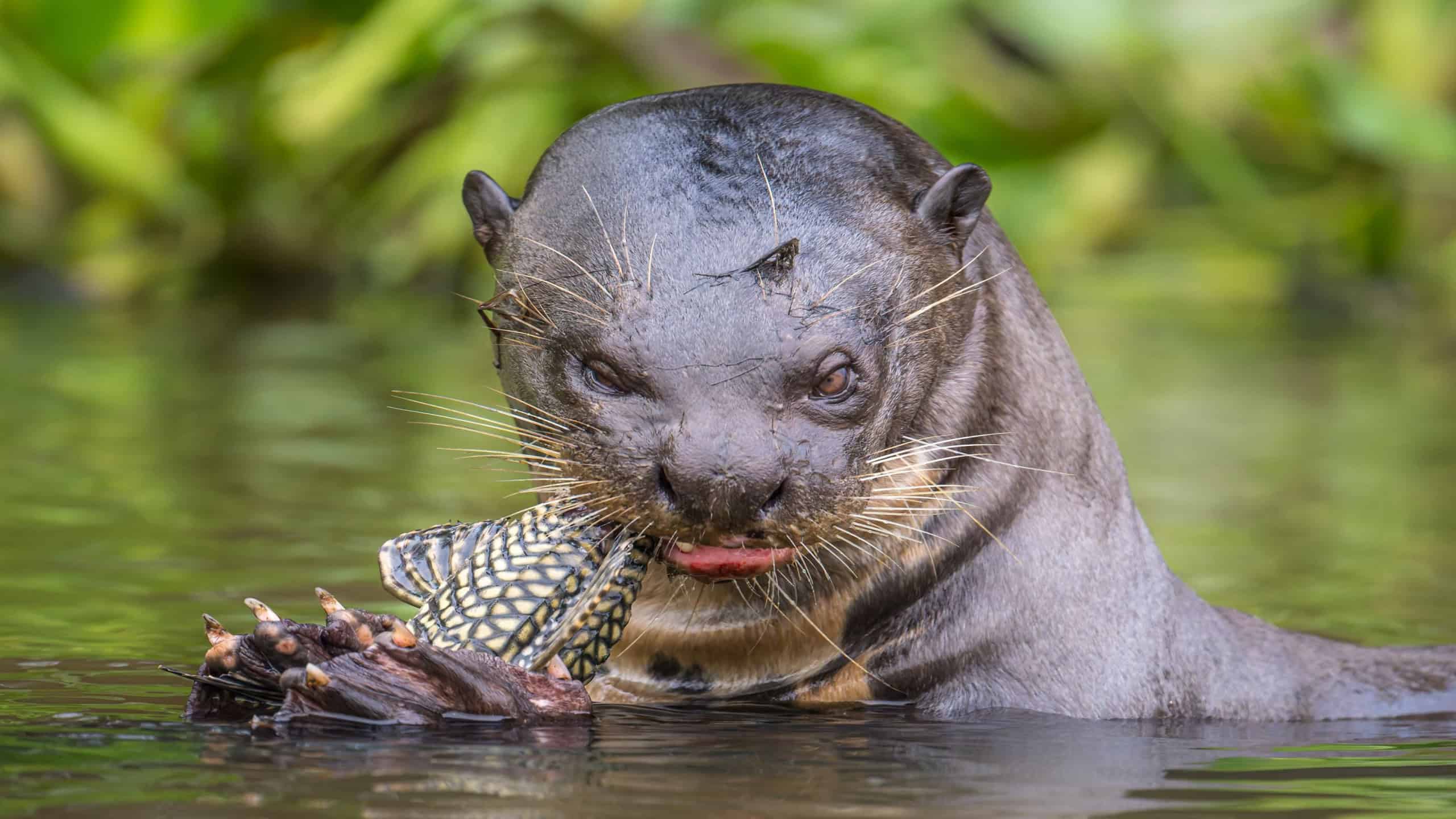 Ariranha enfrenta onças e jacarés e se consolida como predadora de elite dos rios brasileiros - Imagem do artigo