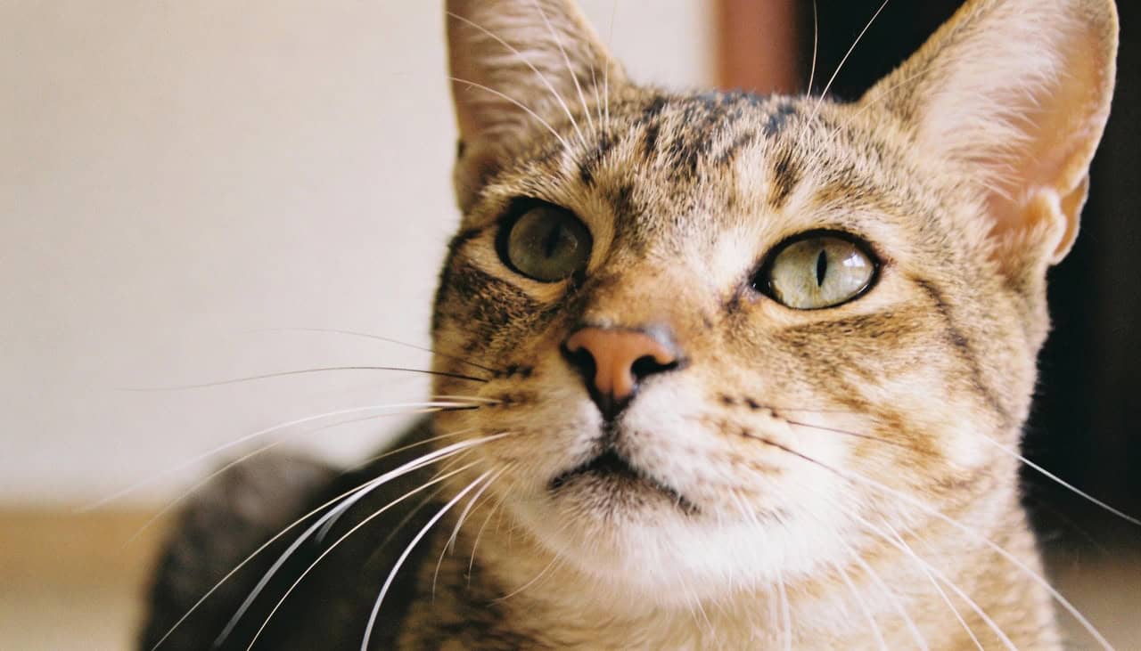 Pesquisa mapeia 276 expressões faciais usadas por gatos para se comunicar - Imagem do artigo