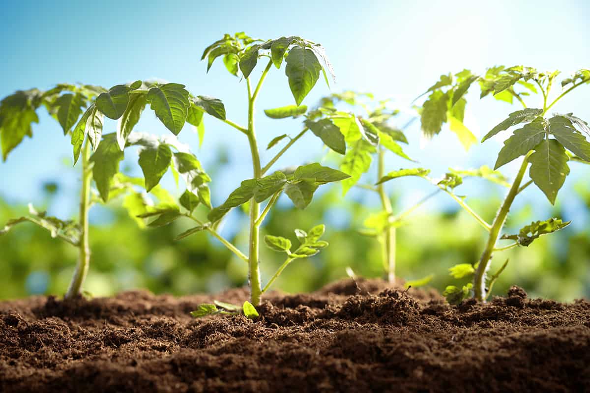 Cientistas filmam em 3D, pela primeira vez, a “respiração” das plantas - Imagem do artigo