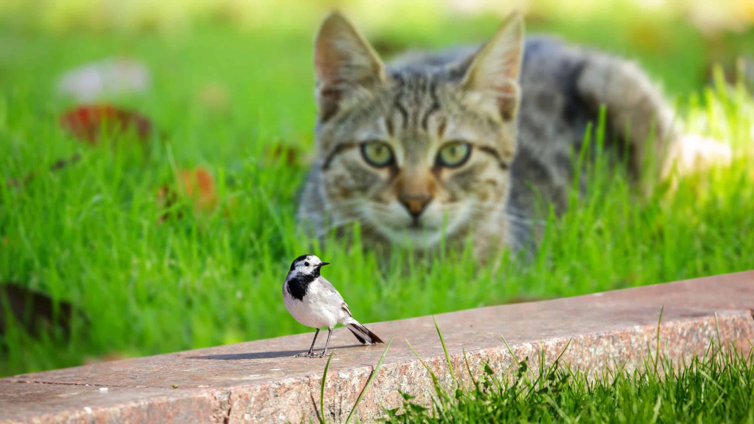 Instinto de caça faz gatos eliminarem até 4 bilhões de aves por ano, revela estudo - Imagem do artigo