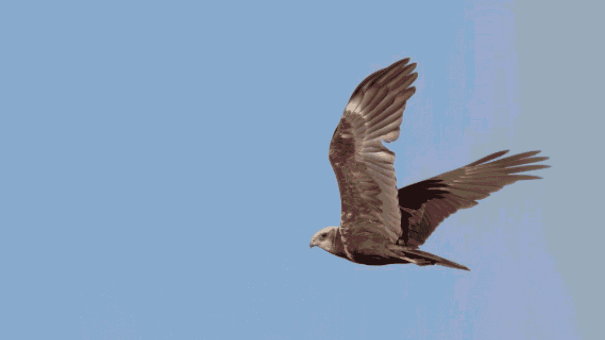 Recordes de voo: aves que permanecem mais tempo no ar sem pousar - Imagem do artigo