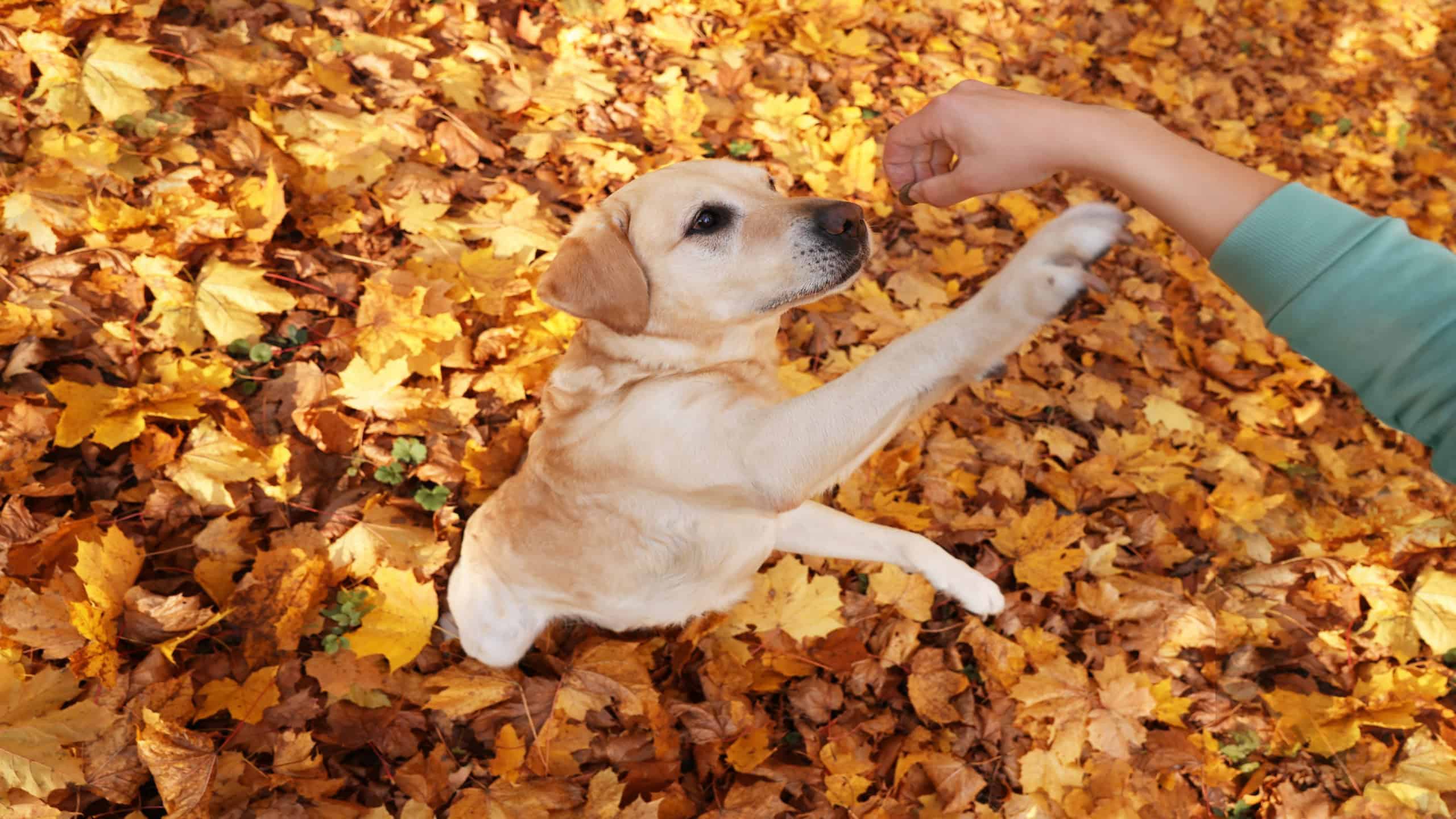 Seis recomendações científicas para aumentar a longevidade do seu cachorro - Imagem do artigo
