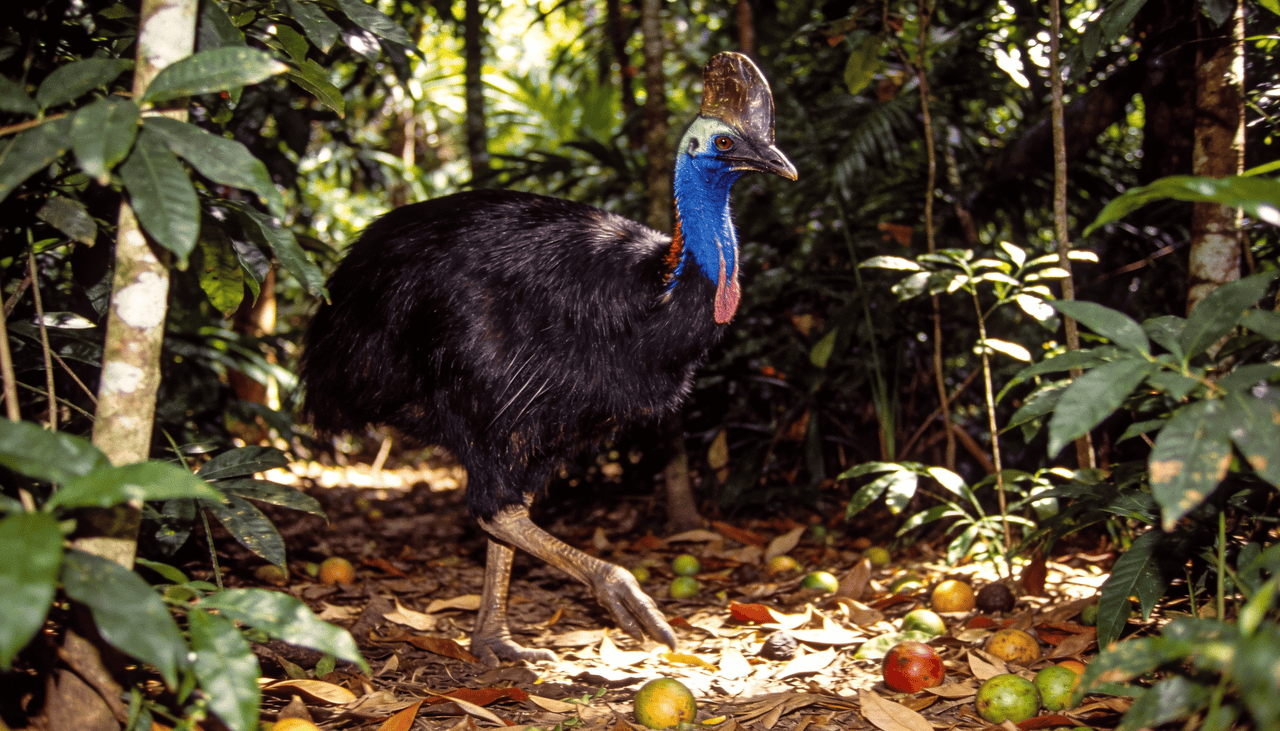 Casuar, a ave considerada mais perigosa do mundo, é vital para a regeneração das florestas tropicais - Imagem do artigo
