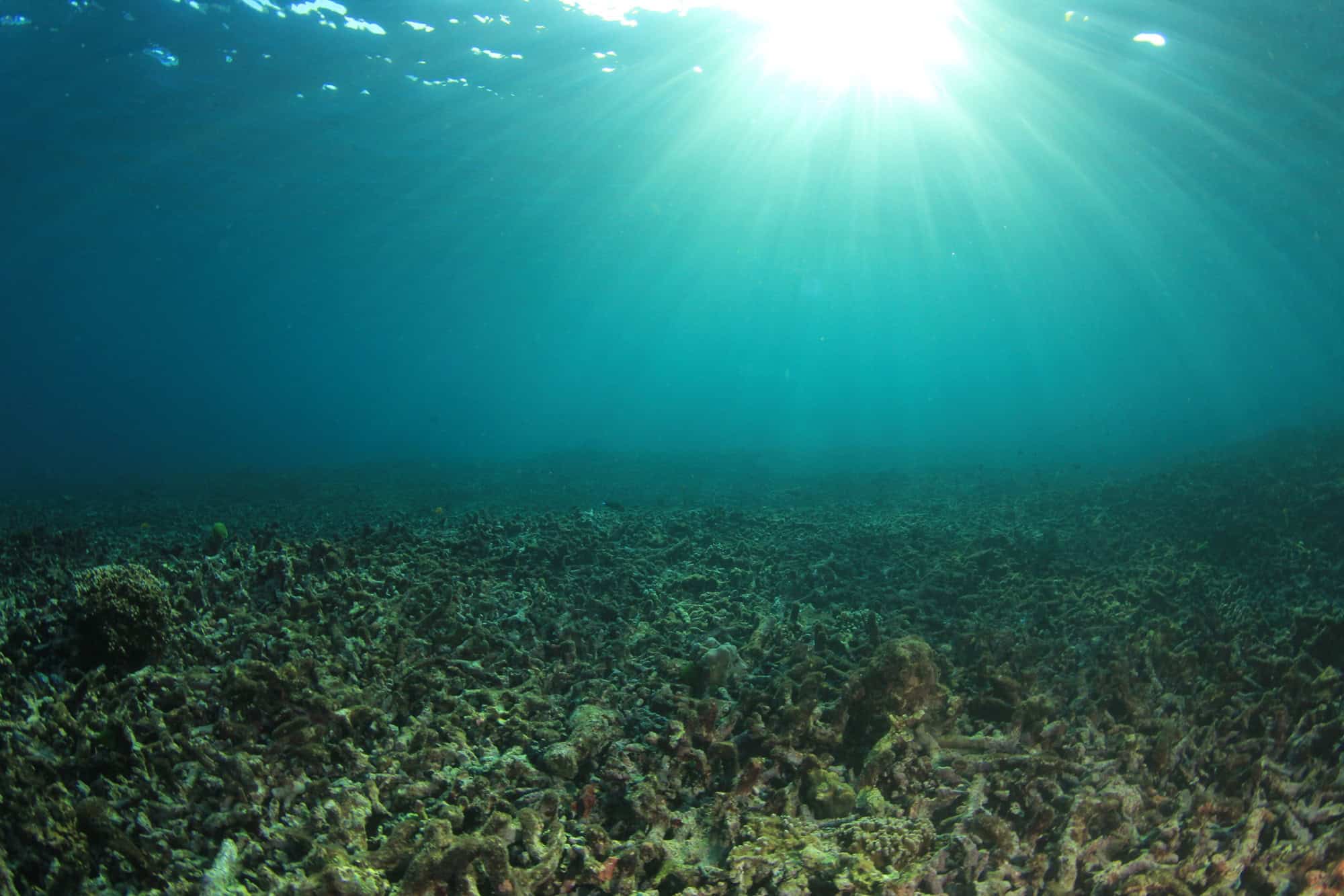 Extinção em massa de 445 milhões de anos impulsionou peixes com mandíbula, aponta estudo - Imagem do artigo