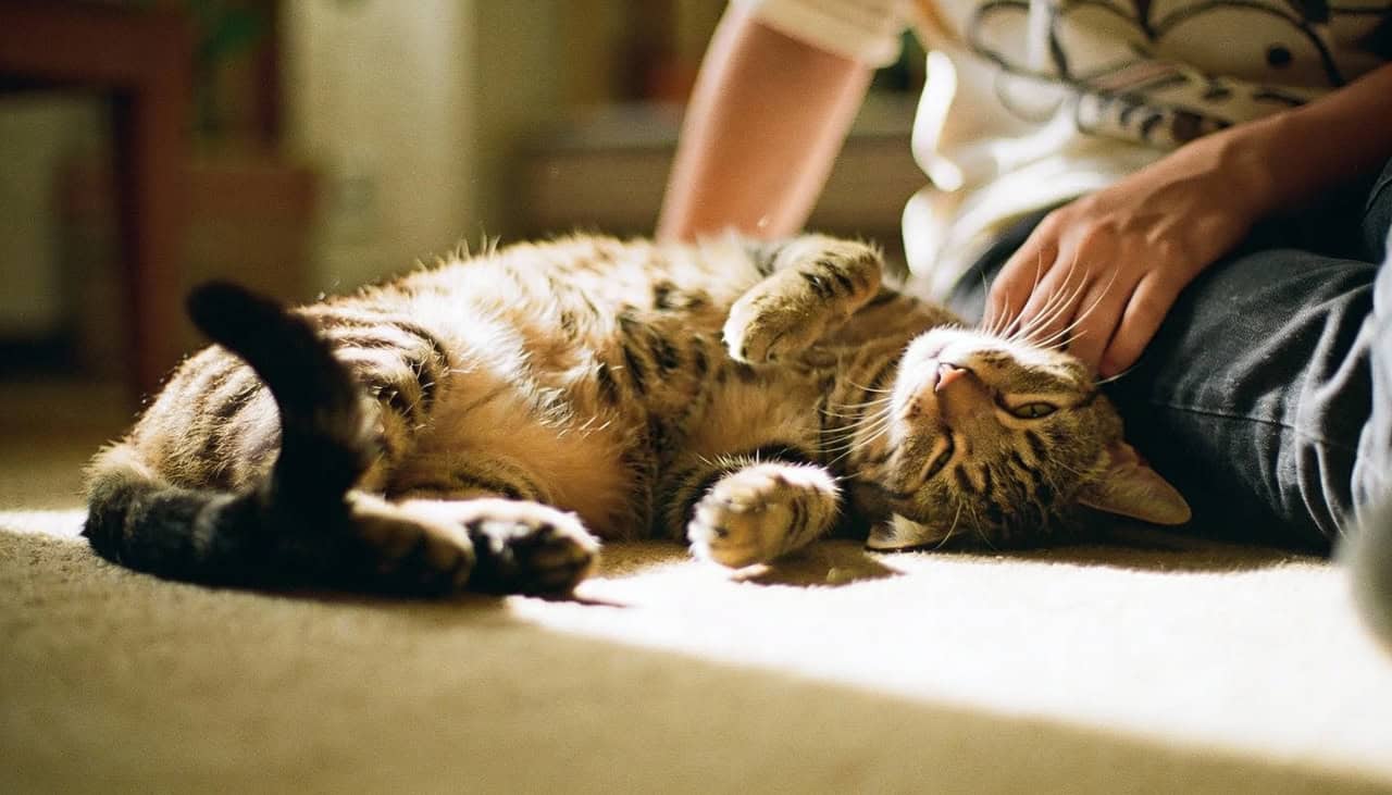 Cinco situações cotidianas que podem gerar estresse em cães e gatos - Imagem do artigo