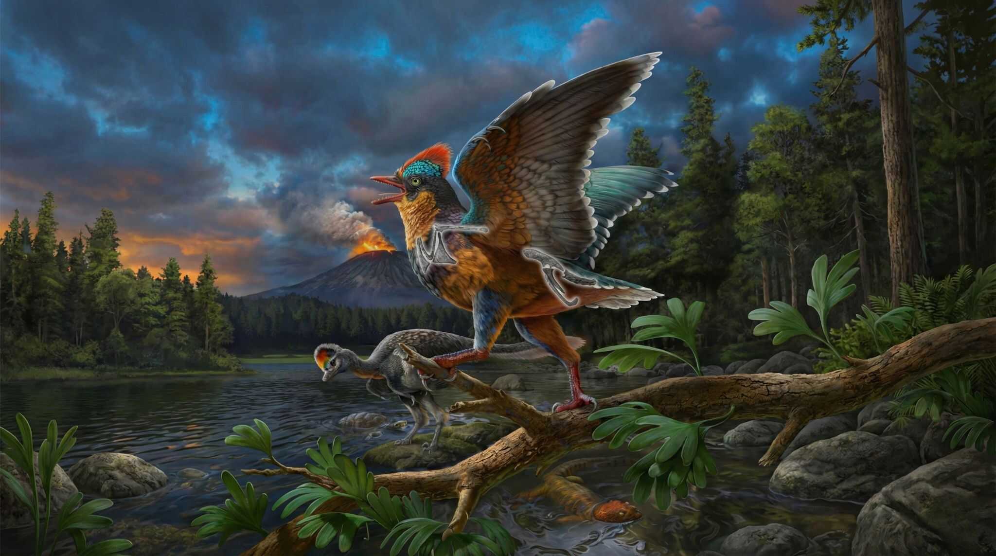 Novo fóssil chinês revela que diversidade de aves começou antes do previsto - Imagem do artigo