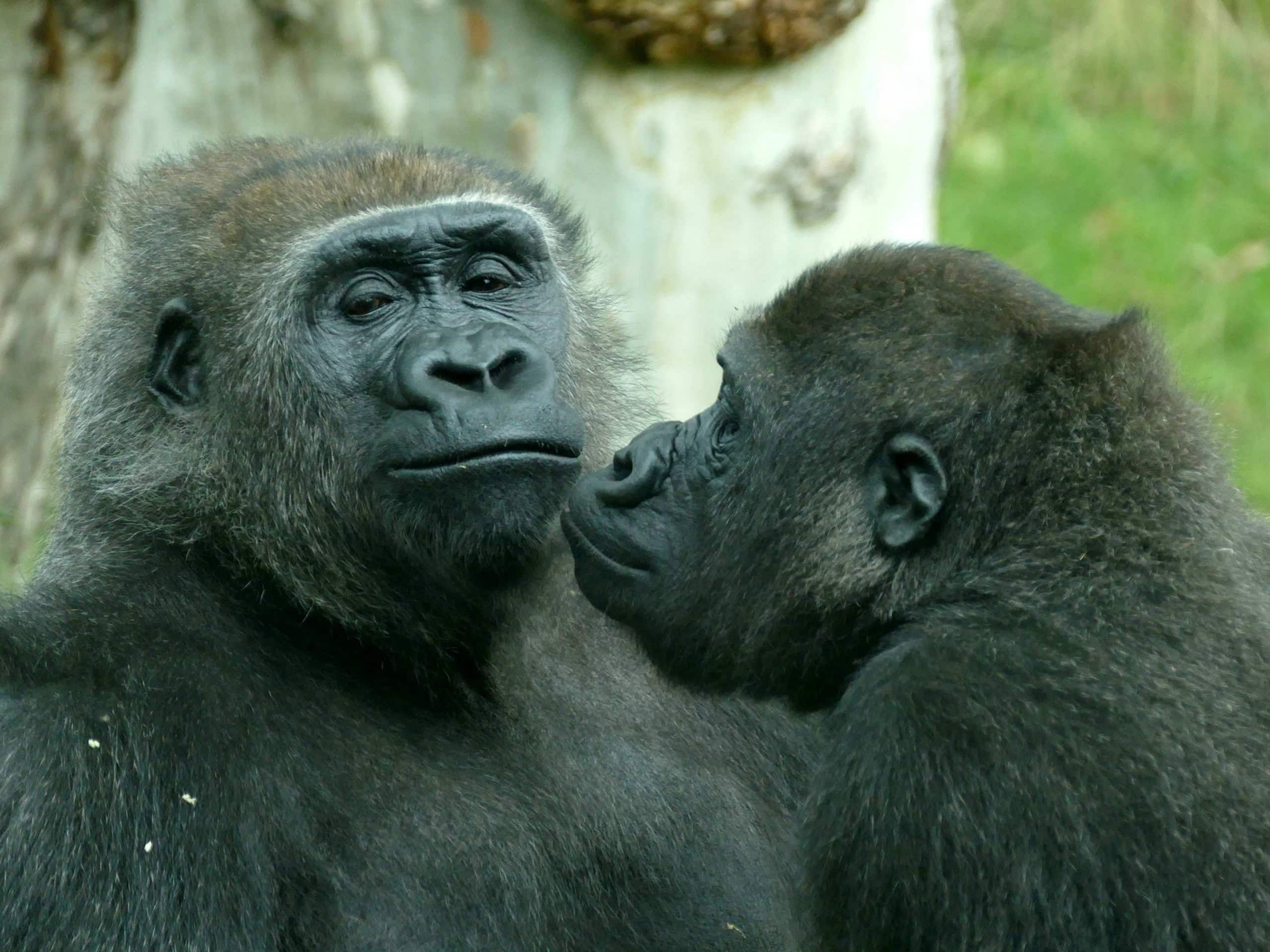 Sexo entre animais do mesmo sexo é estratégia para enfrentar estresse, indica estudo com primatas - Imagem do artigo
