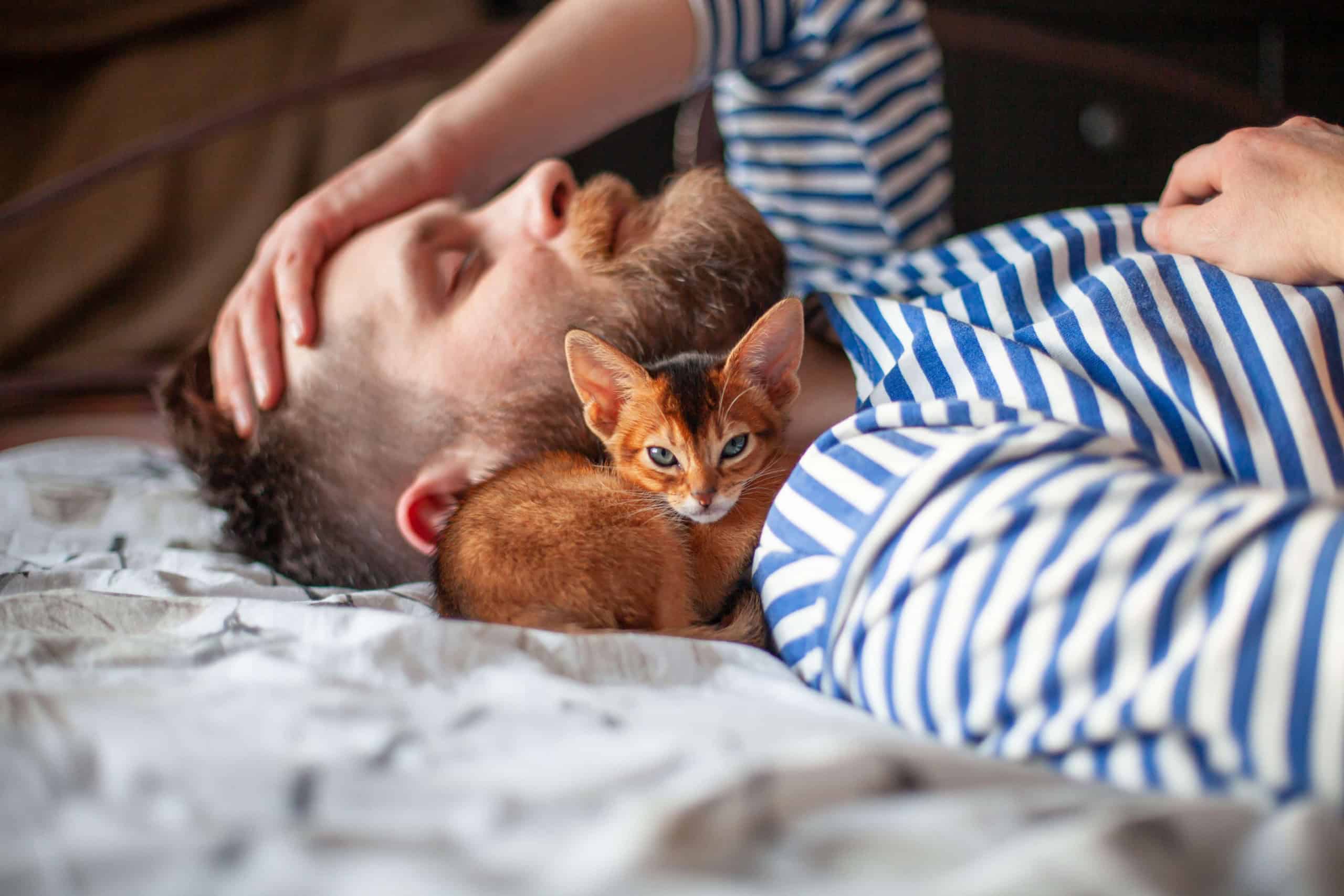 Pesquisas ligam convívio com gatos a menor risco cardíaco e ganhos para saúde mental - Imagem do artigo