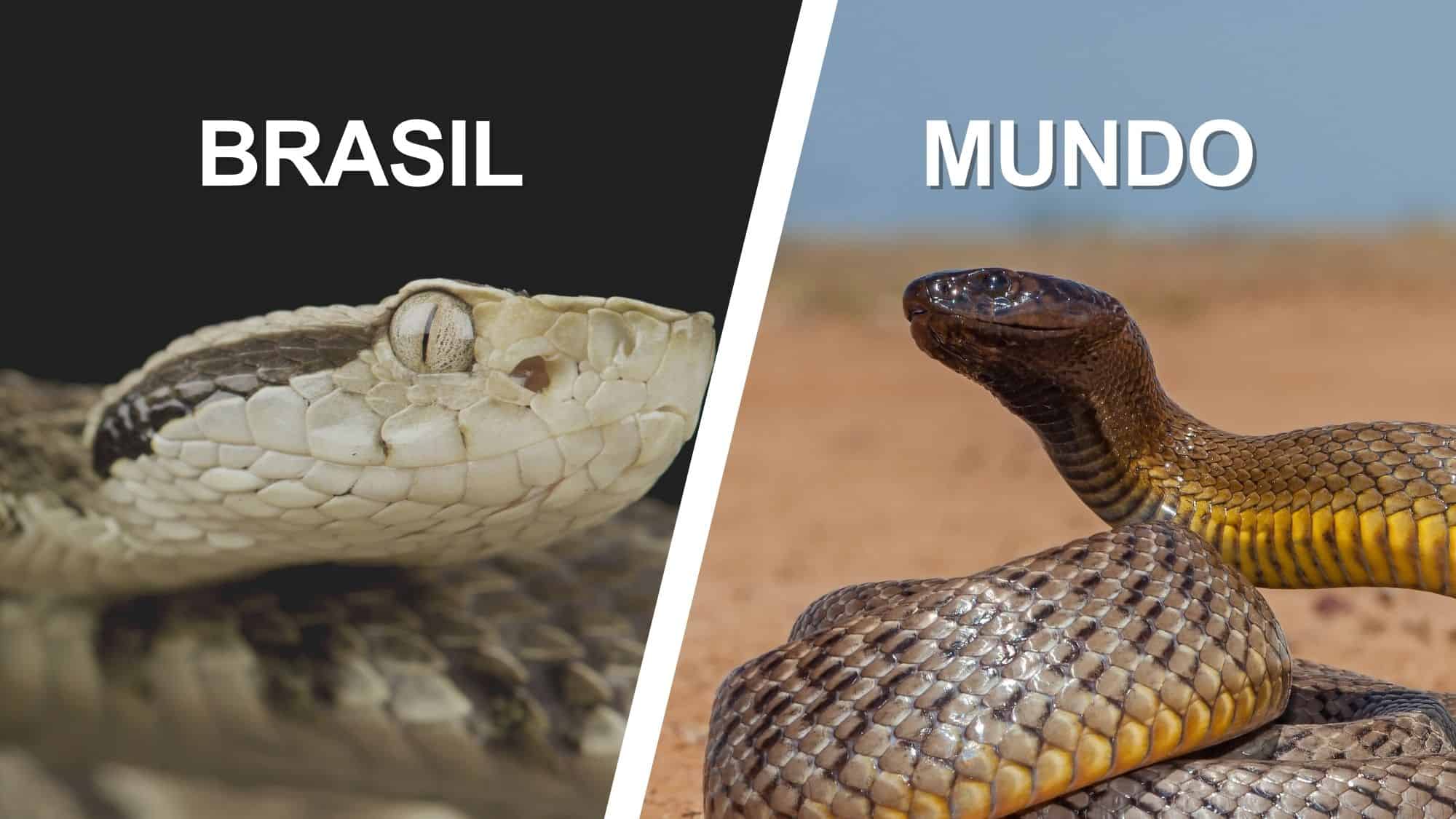 Ranking mundial lista as 10 cobras mais peçonhentas e destaca quais vivem no Brasil - Imagem do artigo
