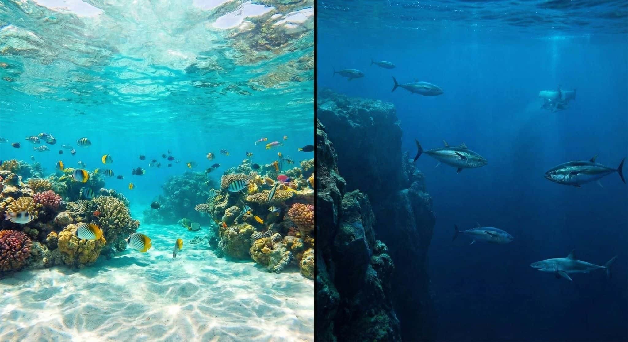Mar ou oceano? Entenda as diferenças geográficas entre as duas extensões de água - Imagem do artigo