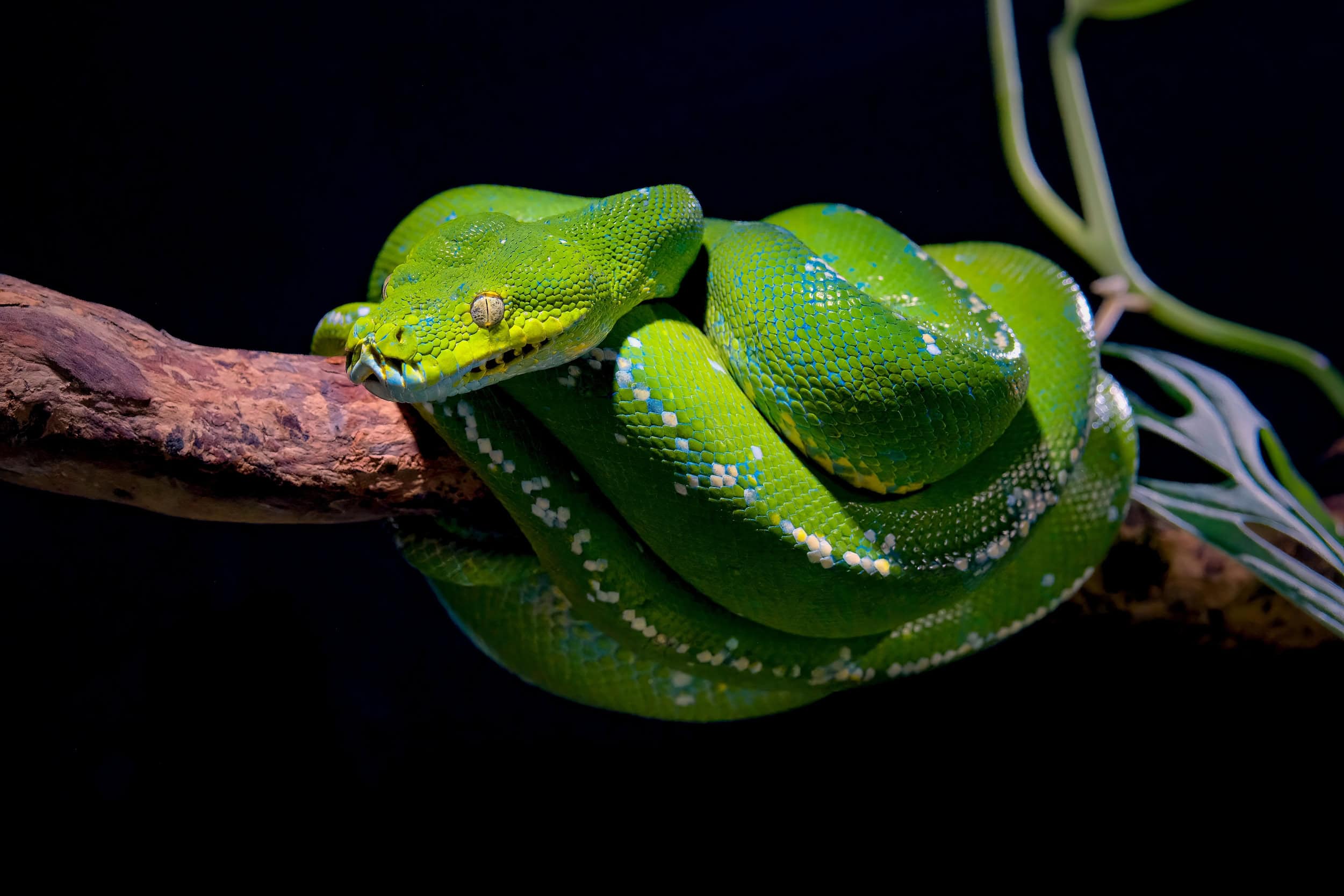 Principais serpentes peçonhentas do Brasil e seus habitats - Imagem do artigo